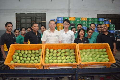 Golden Mango Philippines1