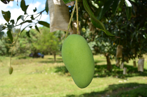 Golden Mango Philippines2