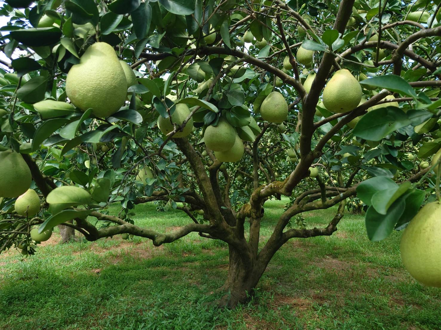 Taiwan Wendan Pomelo2