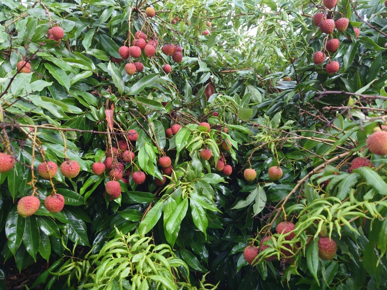 Taiwan Lychee1