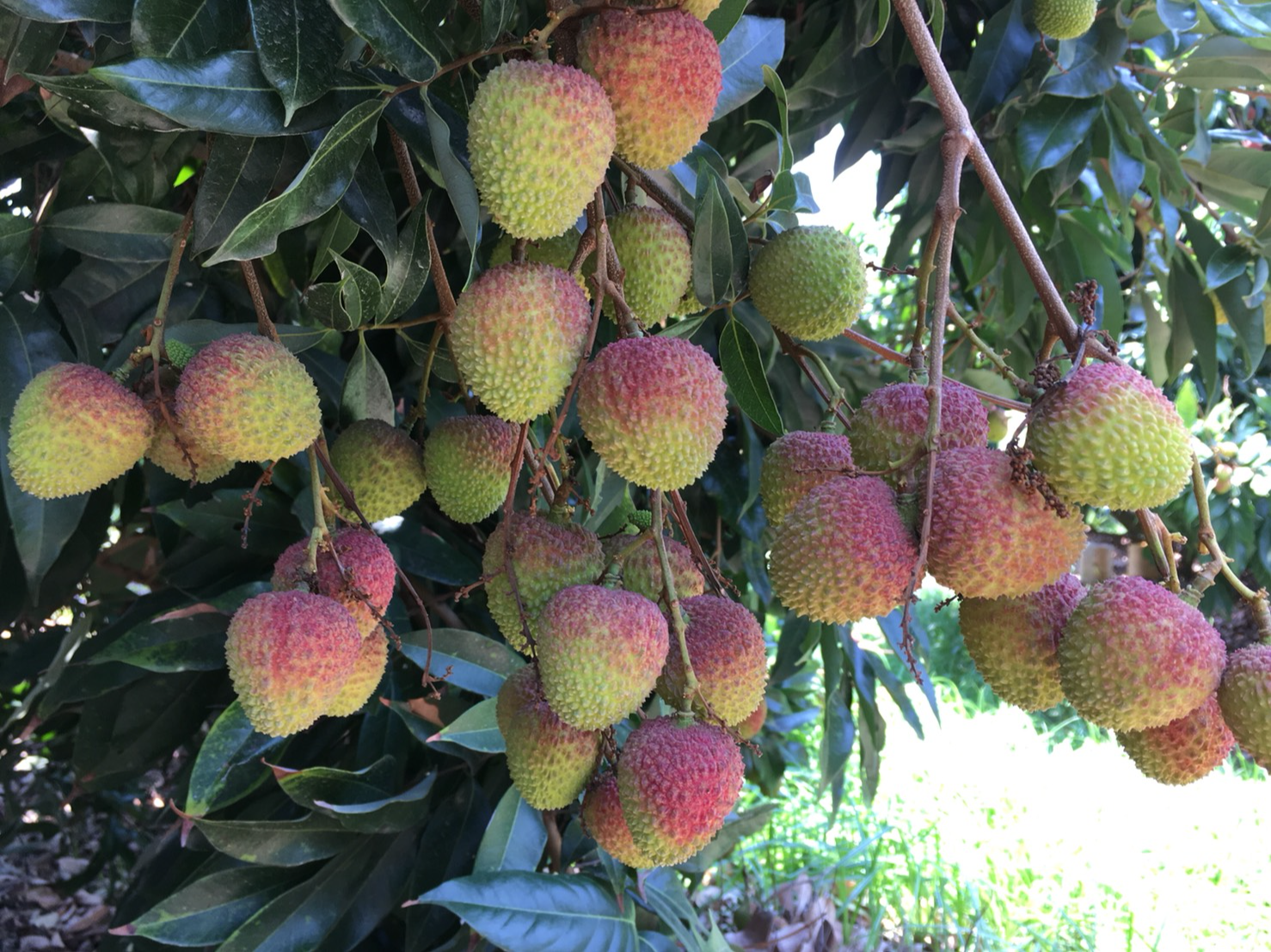 Taiwan Lychee2