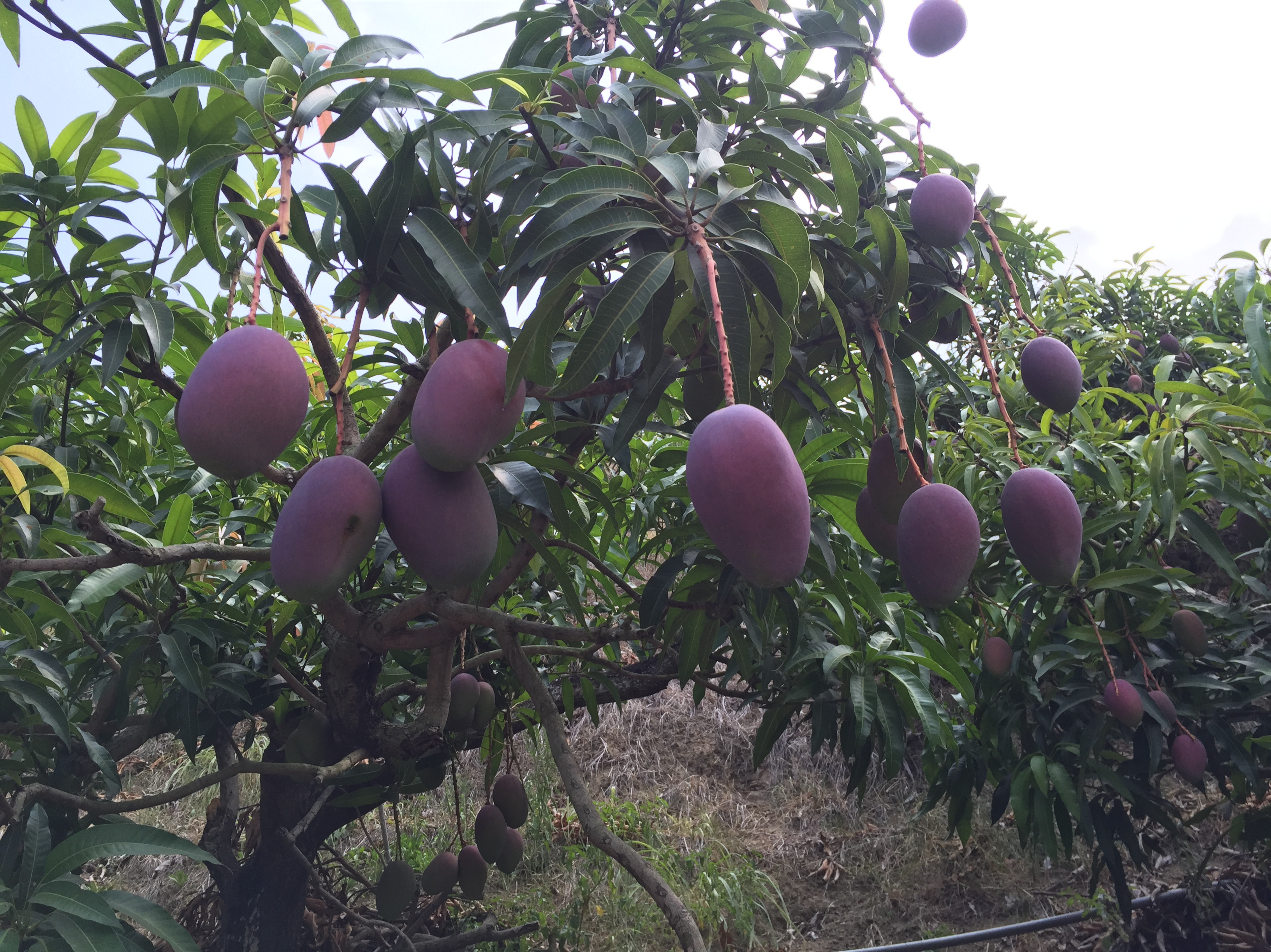 台湾　マンゴー１