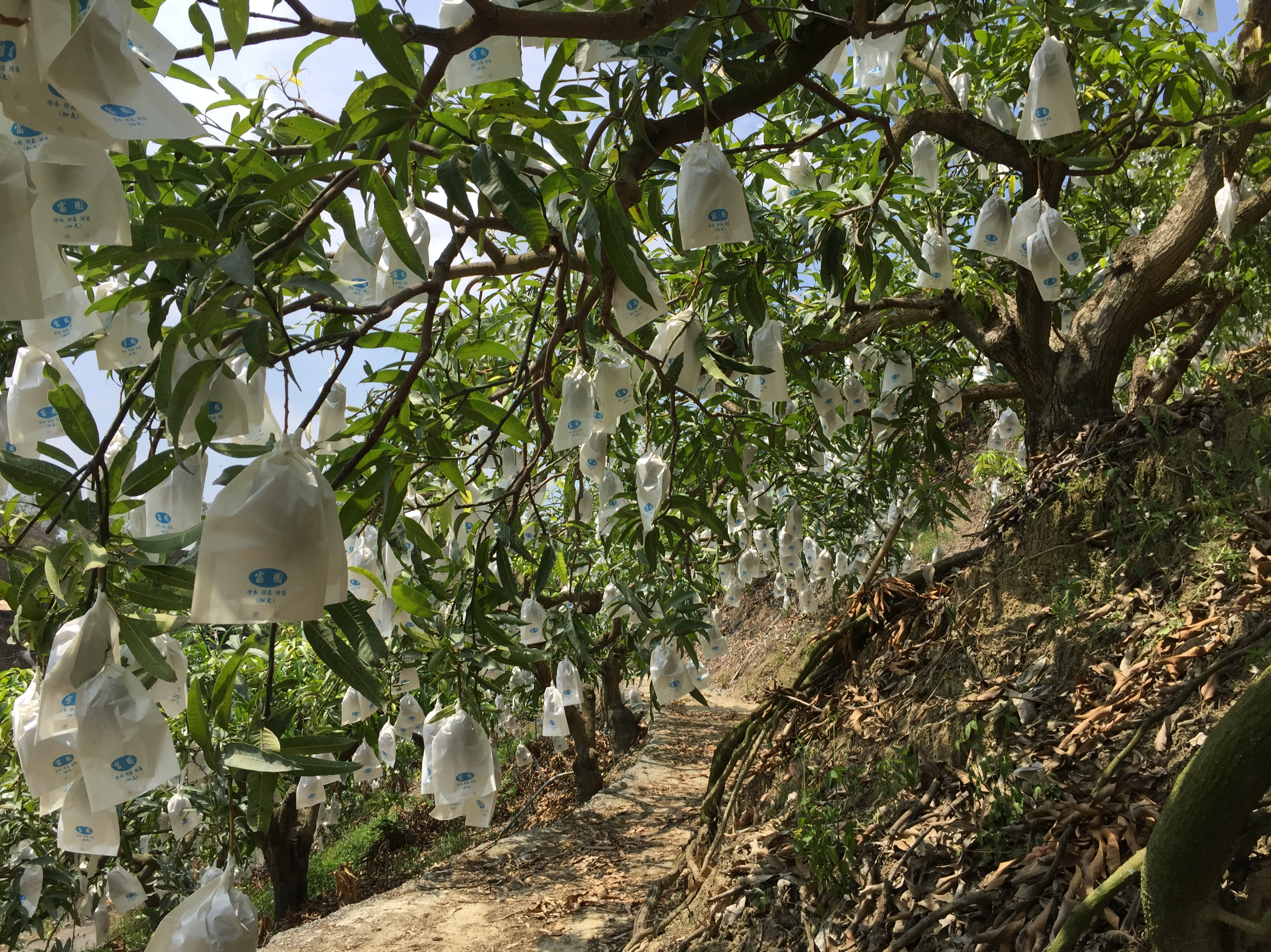 台湾　マンゴー２