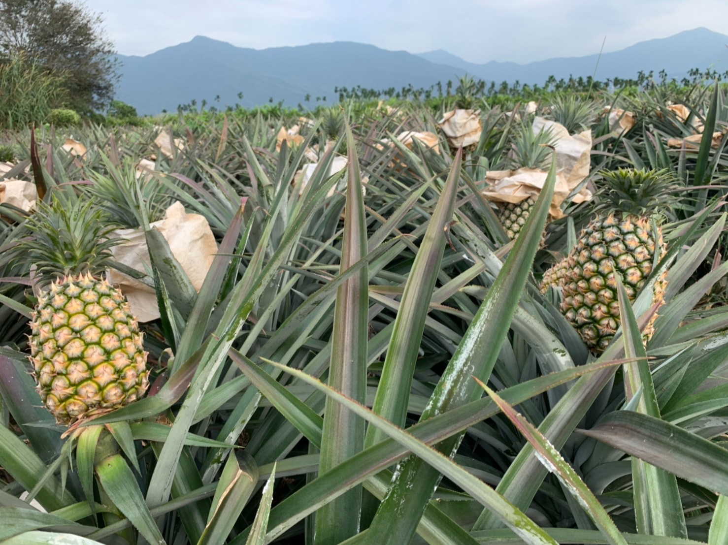 Taiwan Pineapples1