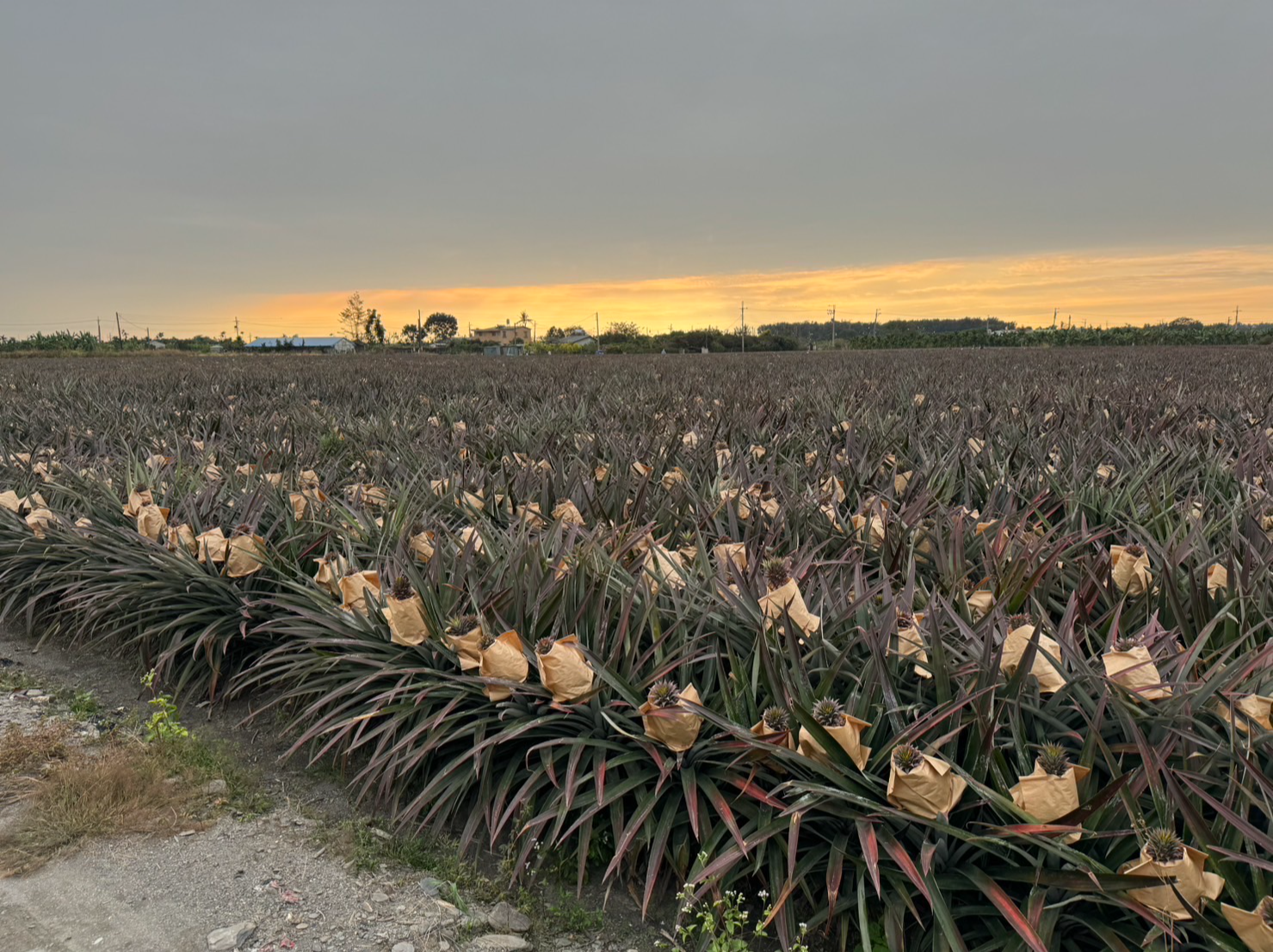 Taiwan Pineapples2