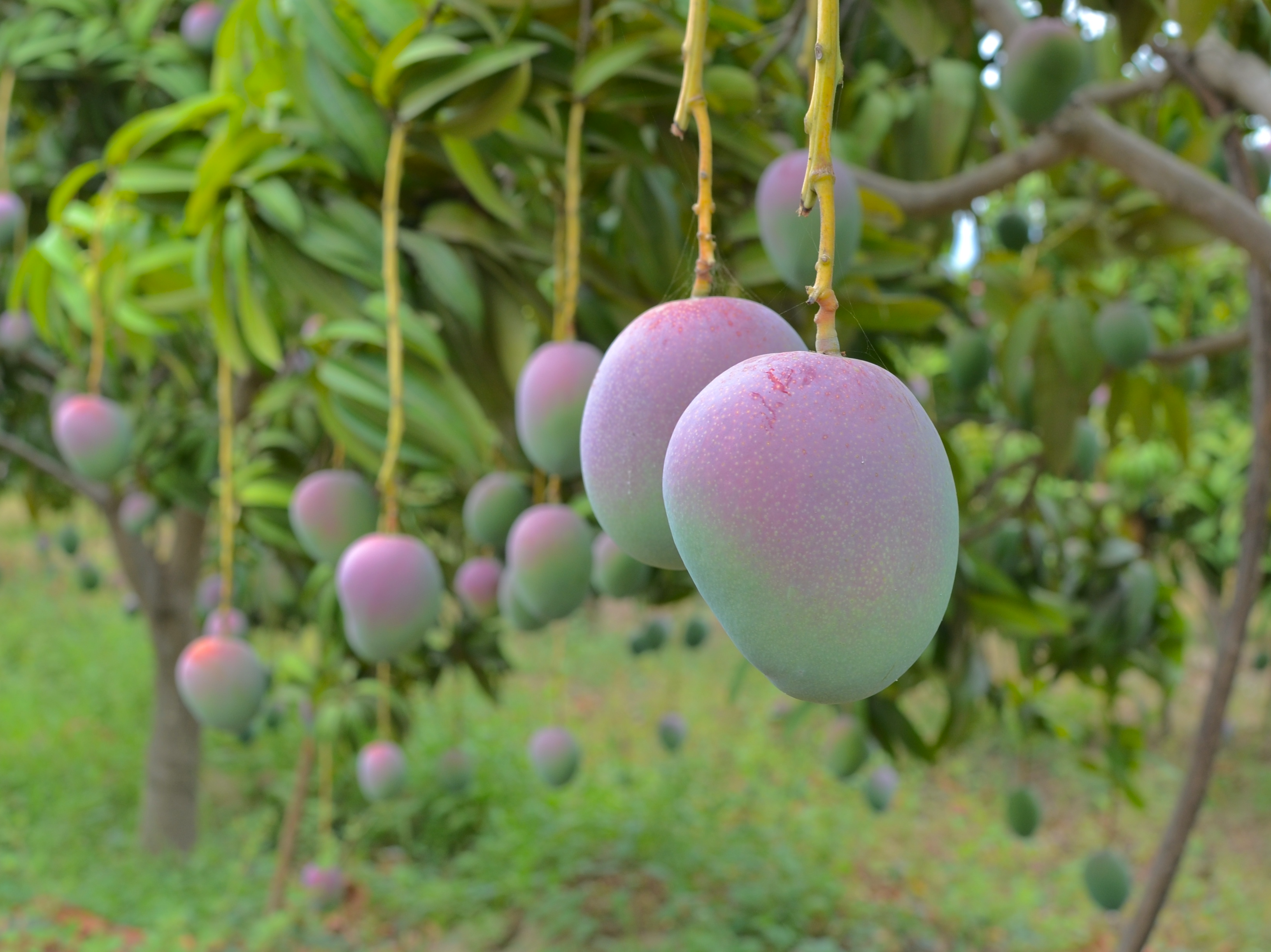 グラシアスマンゴー